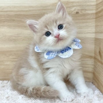 サイベリアン【愛知県・男の子・2025年5月26日・クリームタビー&ホワイト（ロングヘア）】の写真「7月22日~お迎え可能🍀管理番号540」