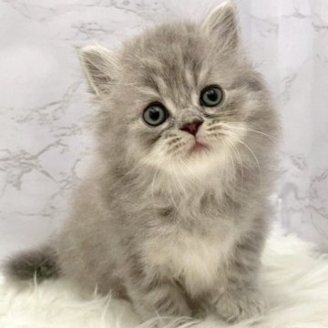 ミヌエット(長足)【愛知県・男の子・2025年10月3日・ブルータビー（ロングヘア）】の写真「11月29日~お迎え可能🍀管理番号973」