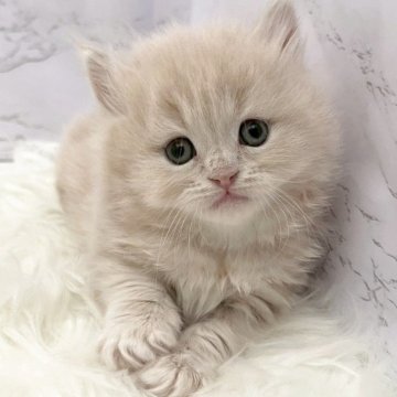 ミヌエット(長足)【愛知県・男の子・2025年11月5日・クリームタビー（ロングヘア）】の写真「1月1日~お迎え可能🍀管理番号1085」