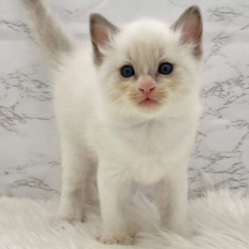 ラグドール【愛知県・男の子・2025年11月1日・ブルーポイントバイカラー（ロングヘア）】の写真「12月28日~お迎え可能🍀管理番号438°」