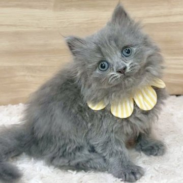 サイベリアン【愛知県・女の子・2025年7月12日・ブルー（ロングヘア）】の写真「9月7日~お迎え可能🍀管理番号699」
