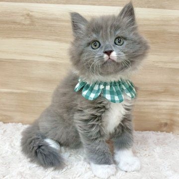 サイベリアン【愛知県・男の子・2025年5月31日・ブルータビー&ホワイト（ロングヘア）】の写真「7月27日~お迎え可能🍀管理番号556」