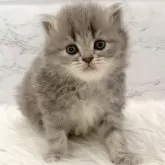 ミヌエット(長足)