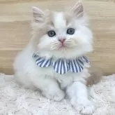 マンチカン(長足)