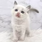 ラグドール【愛知県・女の子・2024年12月16日・ブルーポイントバイカラー】の写真1