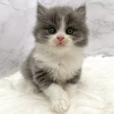 ブリティッシュロングヘア