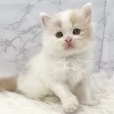 ミヌエット(長足)