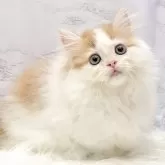ミヌエット(短足)