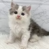 ミヌエット(長足)【愛知県・男の子・2025年11月1日・ブルータビー&ホワイト】の写真1