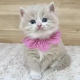 ミヌエット(長足)