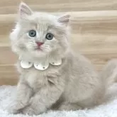 サイベリアン