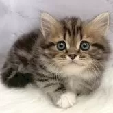 マンチカン(短足)