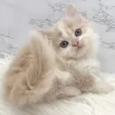 ミヌエット(短足)