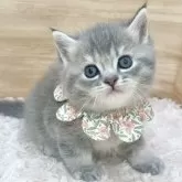 マンチカン(短足)