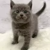 ブリティッシュショートヘア