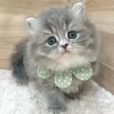 ミヌエット(長足)