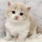 ミヌエット(短足)