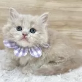 サイベリアン