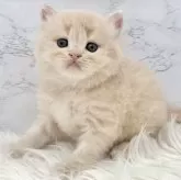 ミヌエット(長足)