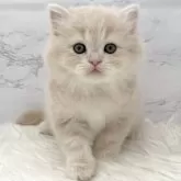 ミヌエット(長足)