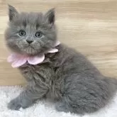 サイベリアン