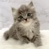 サイベリアン