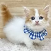 ミヌエット(短足)