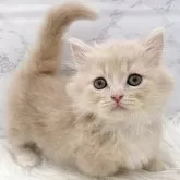 ミヌエット(短足)