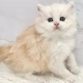 ミヌエット(長足)