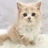 ミヌエット(長足)