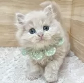ミヌエット(長足)