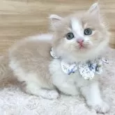 ミヌエット(長足)