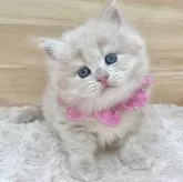 サイベリアン