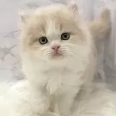 ミヌエット(長足)