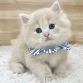 サイベリアン