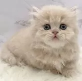 ミヌエット(短足)