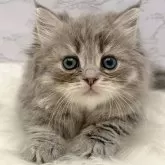 ミヌエット(短足)