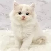 サイベリアン