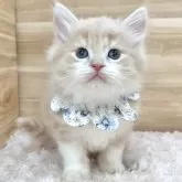 サイベリアン