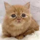 ミヌエット(短足)