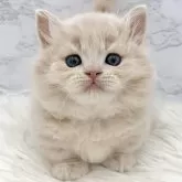 ミヌエット(短足)