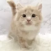 サイベリアン【愛知県・男の子・2025年10月22日・クリームタビー&ホワイト】の写真1