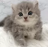 ミヌエット(短足)