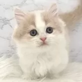 ミヌエット(短足)【愛知県・女の子・2025年1月7日・クリームタビー&ホワイト】の写真1