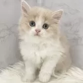 ミヌエット(長足)