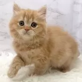 ミヌエット(長足)