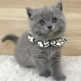 ブリティッシュショートヘア