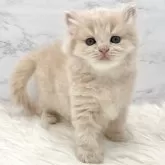 ミヌエット(長足)【愛知県・女の子・2025年5月18日・クリームタビー】の写真1