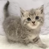 マンチカン(長足)