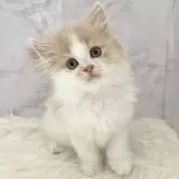 ミヌエット(長足)